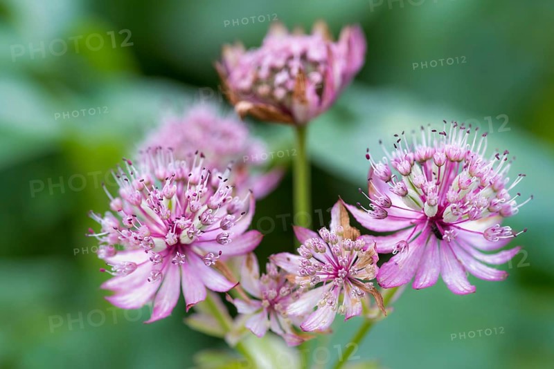 The beautiful flower great masterwort is a wild flower which is found in the country garden