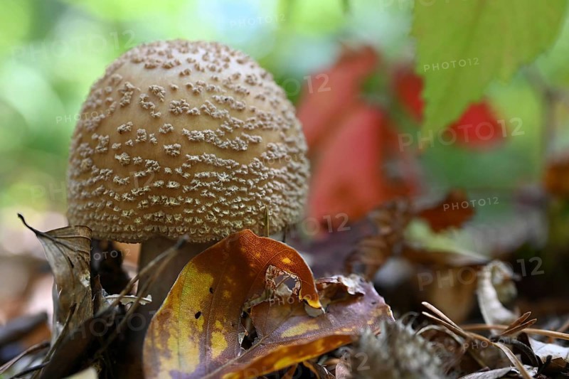 Pearl mushroom (Amanita rubescens), Lower Franconia, Bavaria, Germany, edible mushroom, Europe