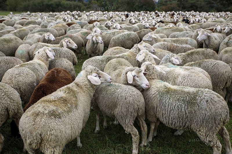 Flock of sheep in summer