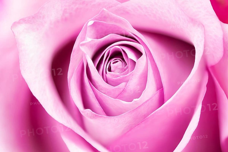 Single rose, full size