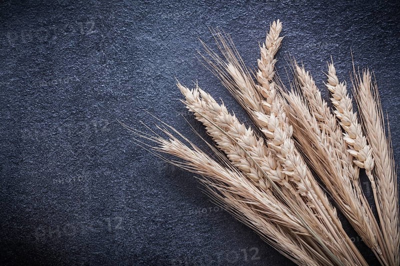 Wheat rye ears on black background top view image