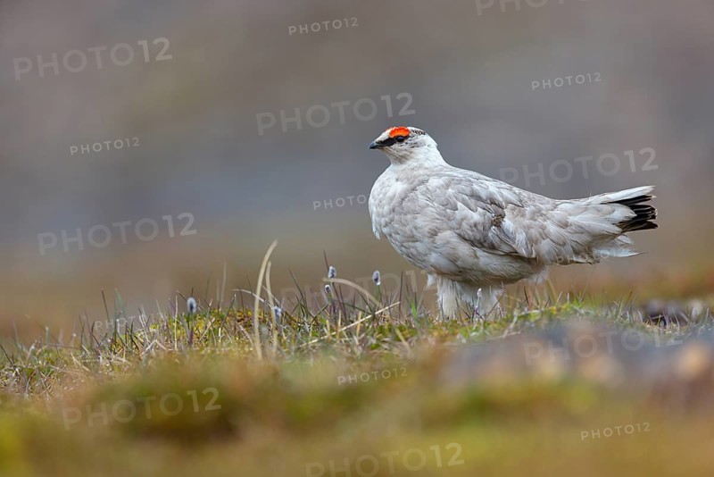 Rock ptarmigan, Svalbard Rock ptarmigan, Ptarmigan, (Lagopus mutus), Lagopus muta hyperbore), male, Longyearbyen, Svalbard / Svalbard, Norway, Europe
