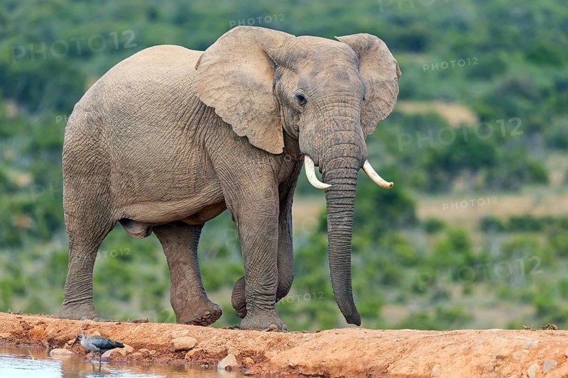 African elephant, (Loxodonta african), Addo Elephant National Park, Addo Camp, Western Cape, South Africa, Africa