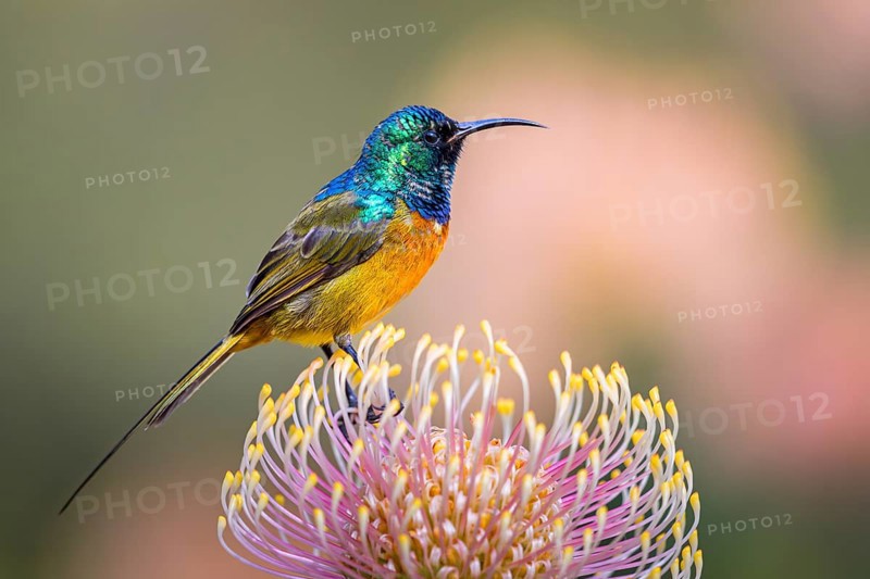 Orange-breasted sunbird (Anthobaphes violacea), Nectarinia violacea, Orange-breasted Sunbird, Souimanga orangé, Suimanga pechinaranja, Harold Porter National Botanical, Betty's Bay, Western Cape, South Africa, Africa