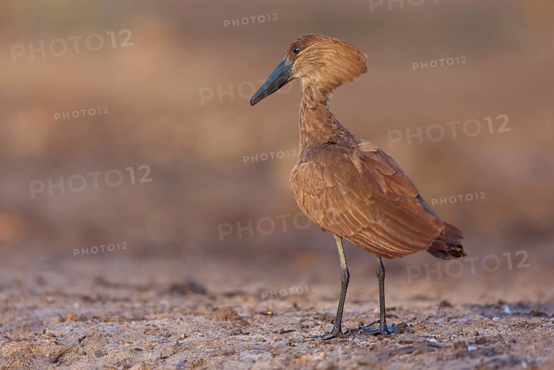 Hammerhead, Hammerhead, Hamerkop, (Scopus umbretta), Ombrette africaine, Avemartillo, Shadebird, Waterbird, Marakissa River Camp / Canoe tri, Marakissa, South Bank, Gambia, Africa