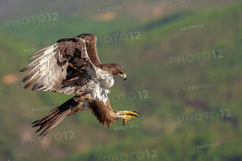 Bonelli's eagle (Hieraaetus fasciatus), Aigle de Bonelli, Águila-azor Perdicera, Tawi Atayr, Salalah, Dhofar, Oman, Asia