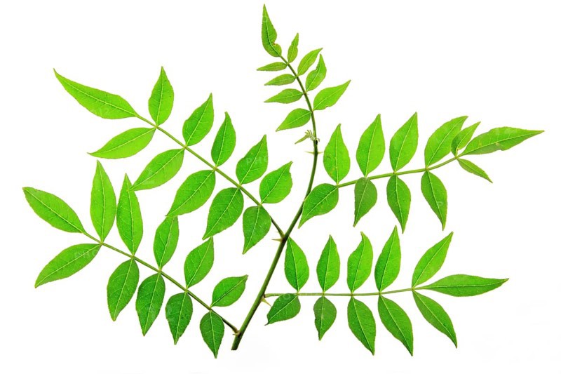 Leaves of Szechuan pepper (Zanthoxylum piperitum) isolated against a white background Leaves of Szechuan pepper (Zanthoxylum piperitum) isolated against a white background