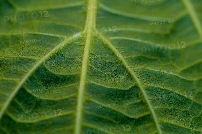 Closeup of leaf of Sesame plant (Sesamum indicum) with view of stem with smaller veins branching out