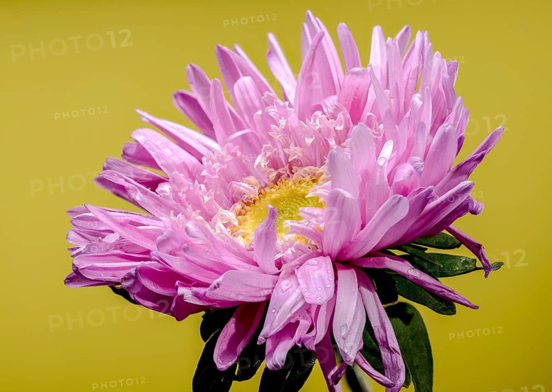 Beautiful blooming pink aster Lady Coral on a yellow background. Flower head close-up, Odessa, Ukraine, Europe