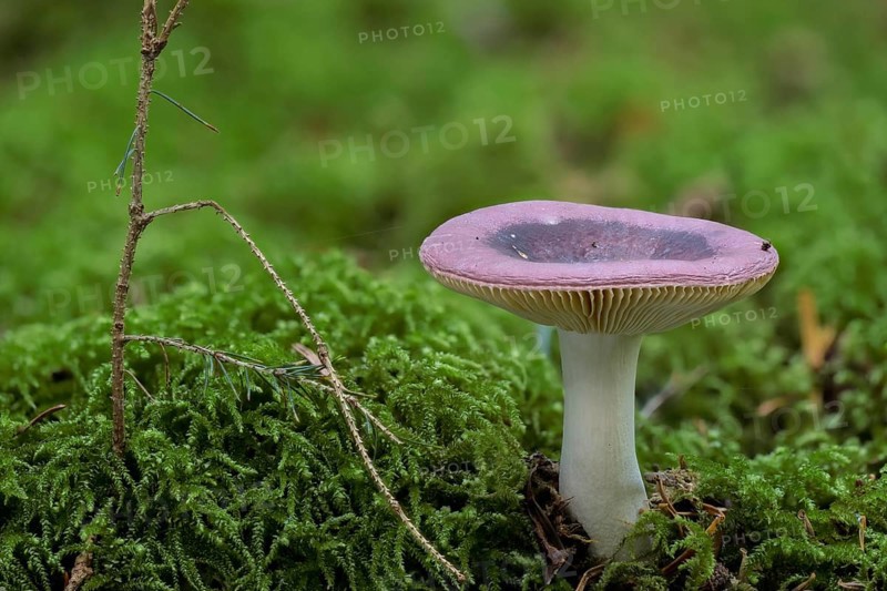 Russula