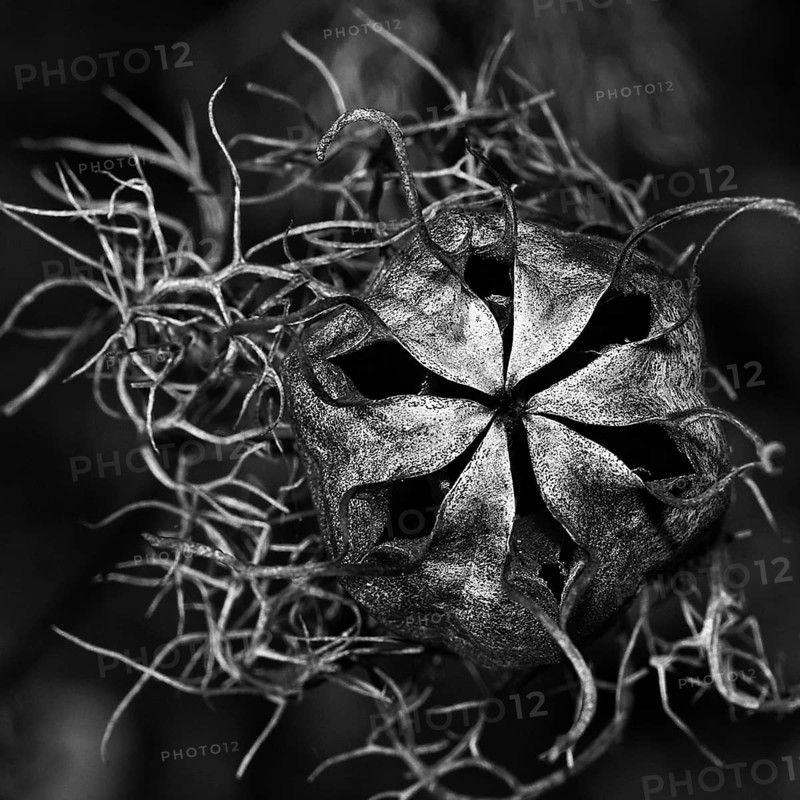 Seed capsule, Venus hairy