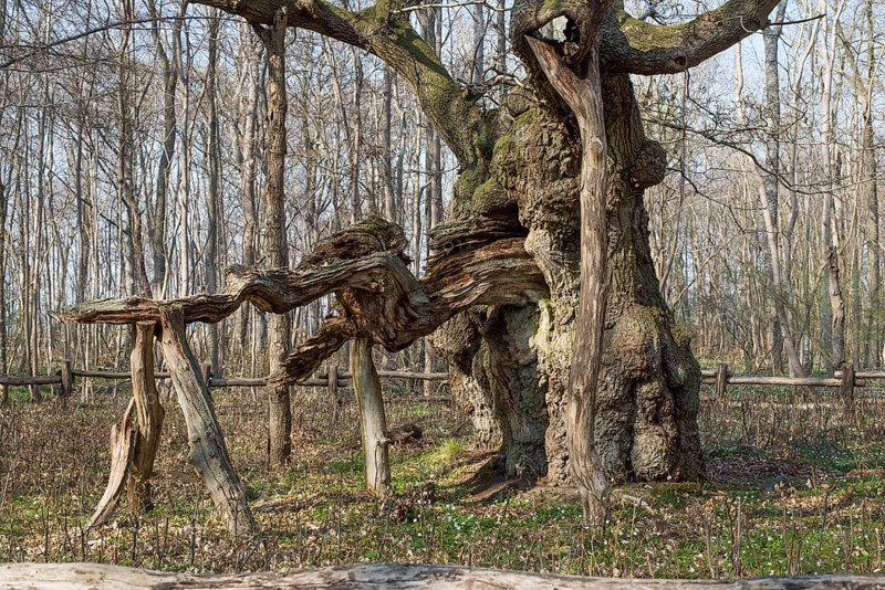 The kings oak tree, Kongeegen, a more then 1500 years old oak tree in Jægerspris Nordskov, Denmark in spring, Denmark, Europe