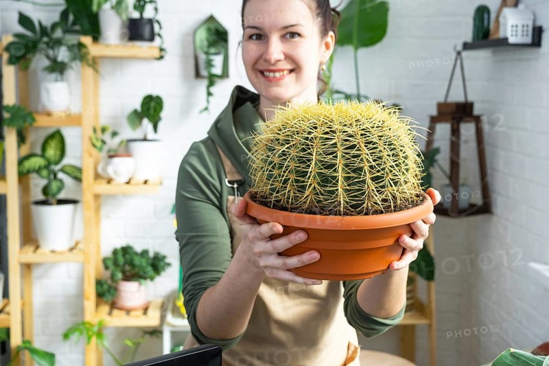 Large echinocactus Gruzoni in the hands of a woman in the interior of a green house with shelving collections of domestic plants. Home crop production, plant breeder admiring a cactus in a pot