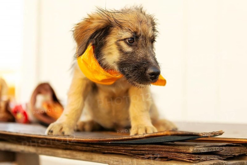 Fuzzy beige and brown puppy mutt dog in yellow scarf sitting