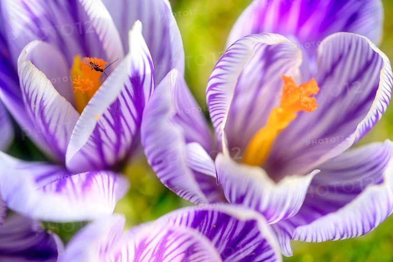 Beautiful springflower crocus in the garden