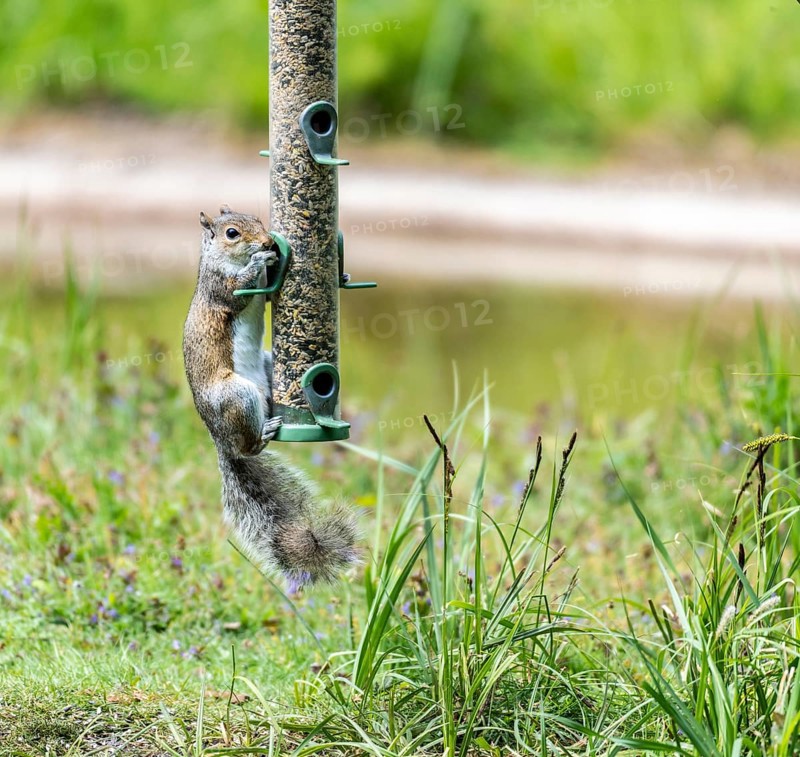 Grey Squirrel on Birdfeeder