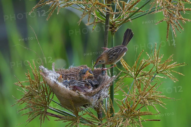 Striped-headed reed warbler feeding its chicks