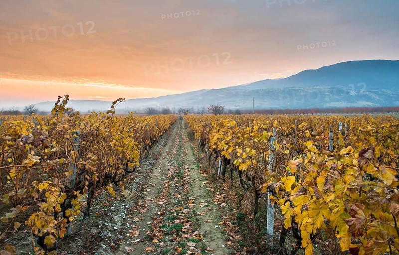 Vineyards on sunrise. Autumn vineyards in the morning. Sunbeams