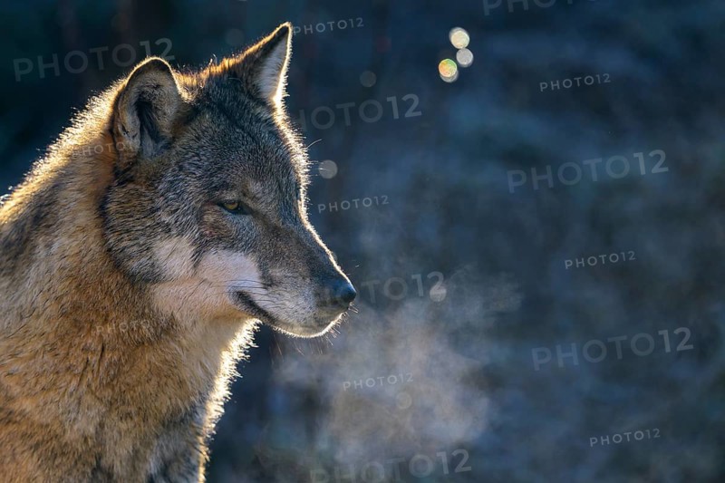 A wolf (Canis lupus) standing in the cold with visibly breathing vapour, Captive, Germany, Europe