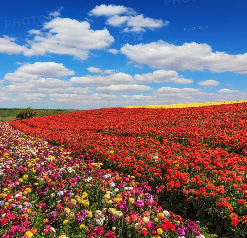 Bright festive red blooming field of buttercups. Warm spring day