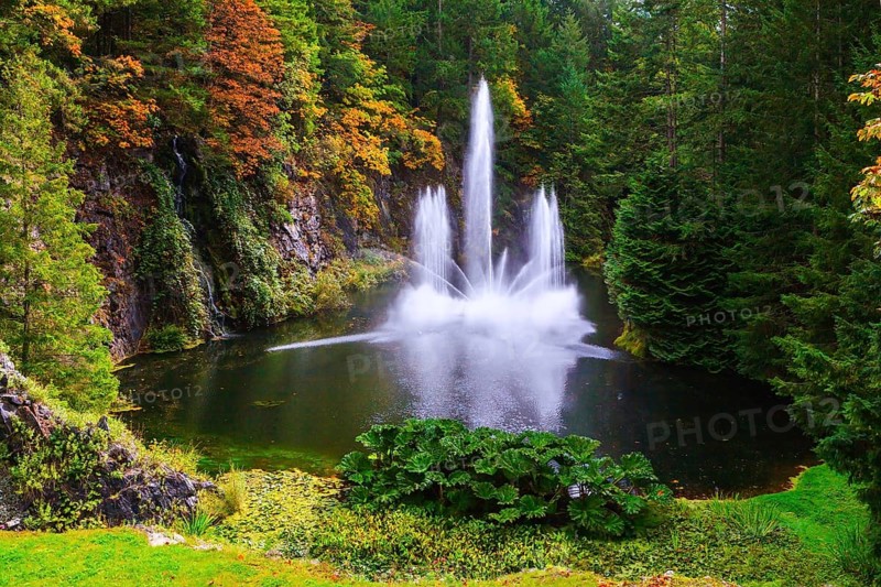Dancing fountain in a quiet pond, surrounded by pine forest. Butchart Gardens on Vancouver Island, Canada, North America