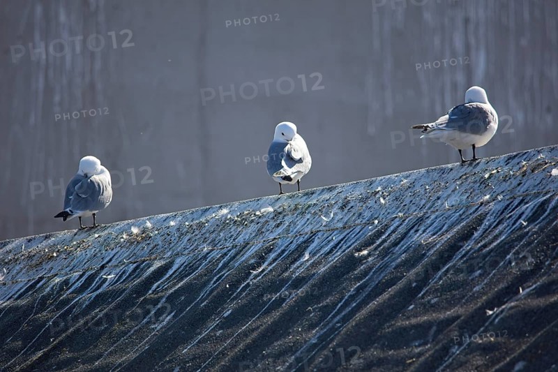 Common gulls (larus canus) standing on building roof in summer, Berlevåg, Norway, Europe