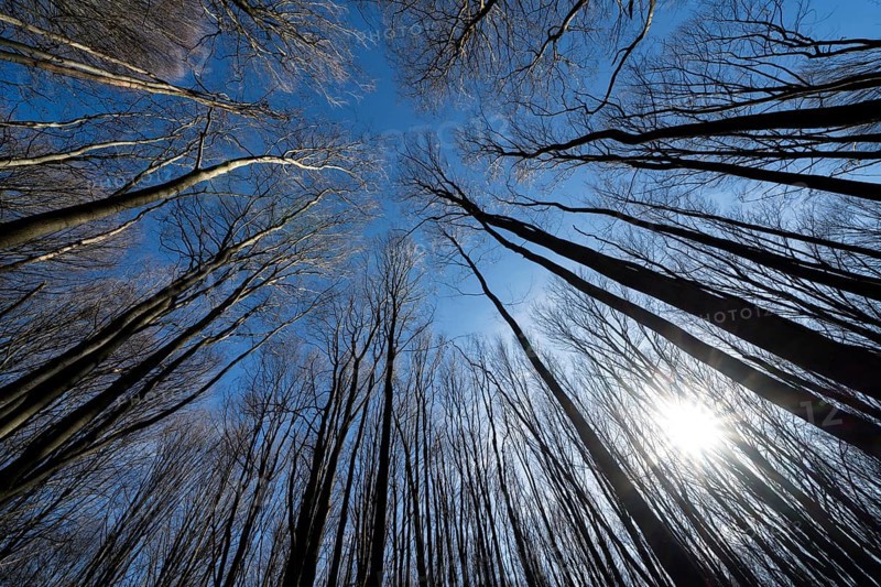 Primeval forest Urwald Sababurg, Hofgeismar, Weser Uplands, Weserbergland, Hesse, Germany, Europe