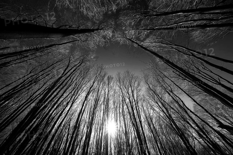 Primeval forest Urwald Sababurg, Hofgeismar, Weser Uplands, Weserbergland, Hesse, Germany, Europe