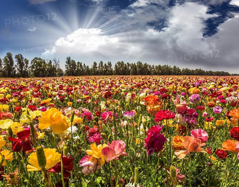Bright lush spring blooming of garden buttercups. The soft sun is breaking through the cumulus clouds. Concept of active and ecological tourism