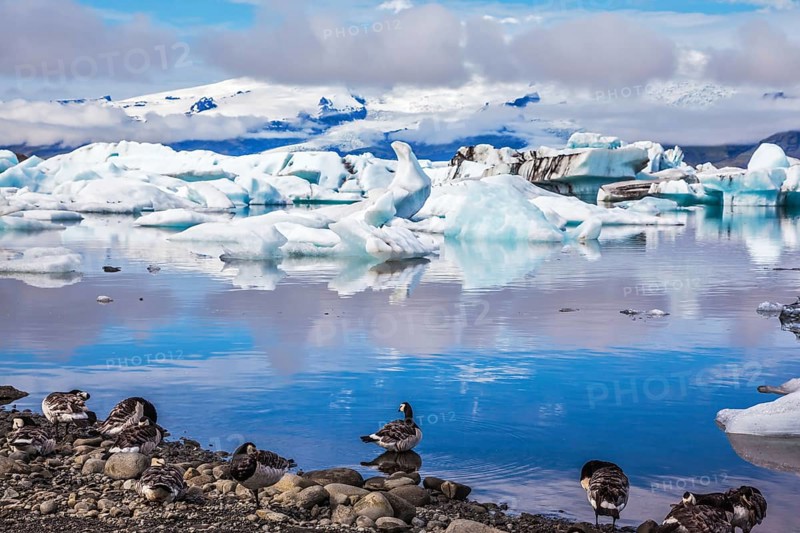 Summer in Iceland. Beautiful summer morning in the icy ocean lagoon with floating ice. On the coastal edge feeds a flock of birds - Goose Branta leucopsis