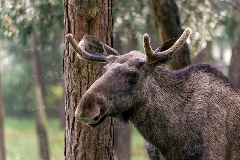 Moose