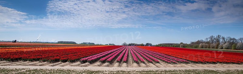 Tulip field with different colours in springtime as a panorama photograph. Tulip field with different colours in springtime
