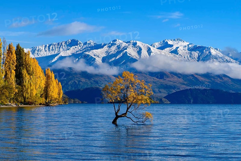 Wanaka tree and Lake Wanaka in autumn, New Zealand, Oceania