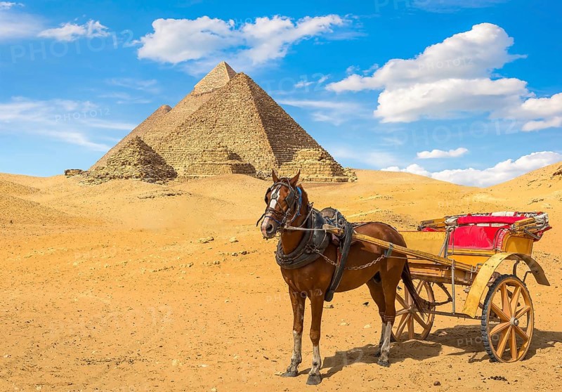 Horse wit carriage near great pyramids in Giza desert, Egypt, Africa