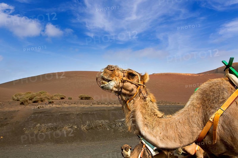 Camel in Lanzarote in timanfaya fire mountains at Canary Islands