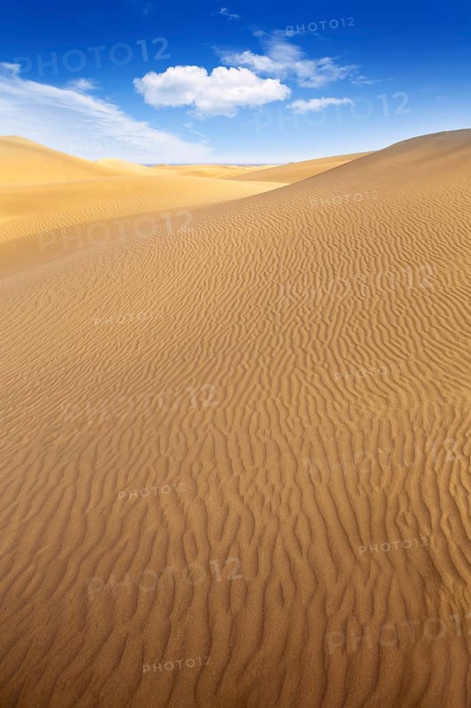 Desert sand dunes in Maspalomas Oasis Gran Canaria at Canary islands