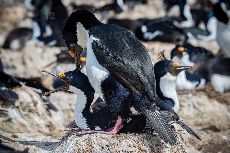 Blue-eyed Cormorant (Phalacrocorax atriceps), also Imperial shag, courtship behaviour, Pebble Island, Falkland Islands, Great Britain, South Atlantic, South America