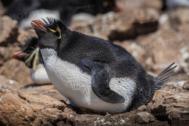 Rockhopper penguin (Eudyptes chrysocome) on its clutch of eggs, Pebble Island, Falkland Islands, Great Britain, South Atlantic, South America
