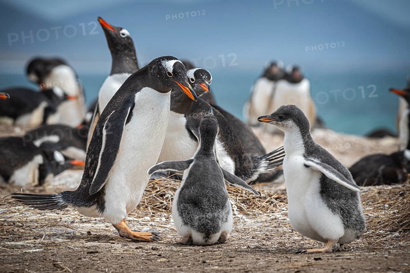 Gentoo penguin (Pygoscelis papua) with two chicks in a colony, Pebble Island, Falkland Islands, Great Britain, South Atlantic, South America