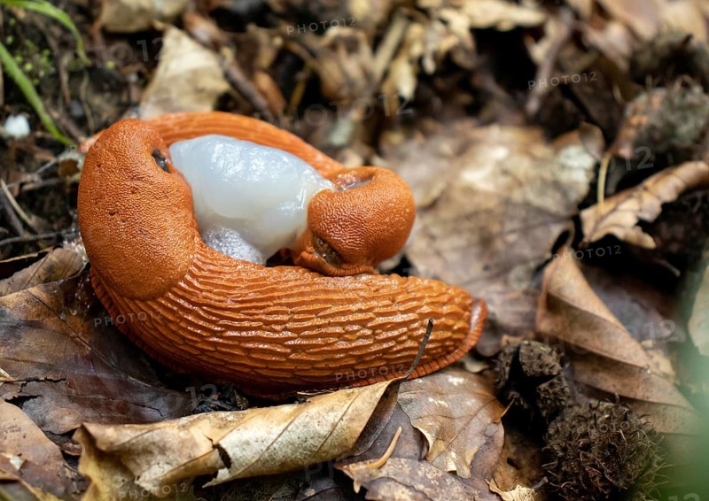 Red slugs mating (Arion rufus)