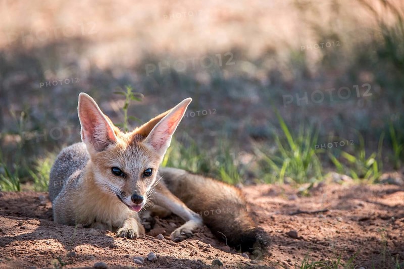 Cape fox laying in the sand in the Kgalagadi Transfrontier Park, South Africa, Africa