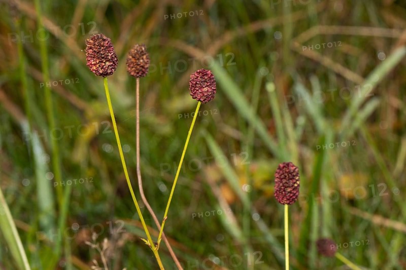 Great burnet (Sanguisorba officinalis)