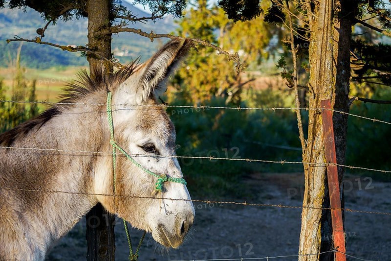 Donkey peering through metal fence on a farm, evoking a sense of captivity or longing