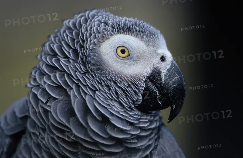 Congo grey parrot (Psittacus erithacus)