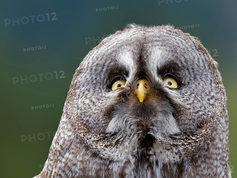 Barred Owl (Strix nebulosa)