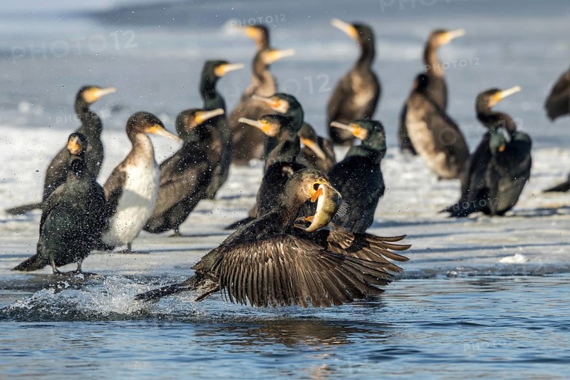 Cormorant with preyed river perch (Phalacrocorax carbo)