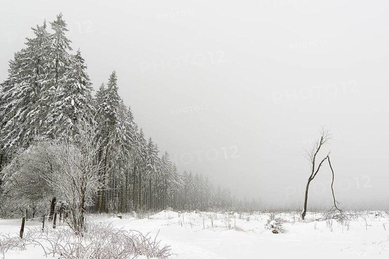 Winter forest