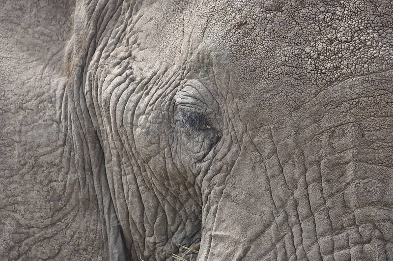 African elephant (Loxodonta africana)