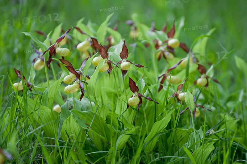 Lady's slipper (Cypripedium calceolus)