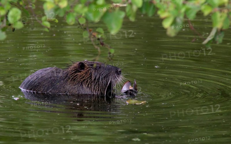 Nutria with freshwater mussel (Myocastor coypus)